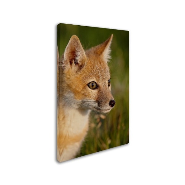 Robert Harding Picture Library 'Fox' Canvas Art,12x19